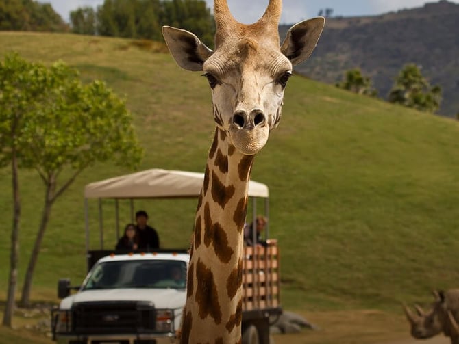 San Diego Zoo Safari Park open-air savanna with giraffes and wildlife