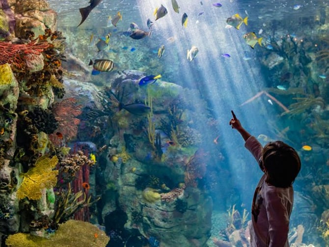 Birch Aquarium at Scripps Institution of Oceanography, La Jolla