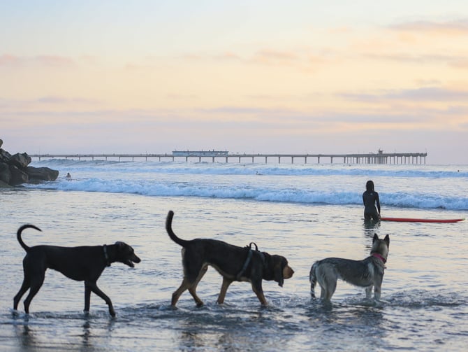 Dogs running on Dog Beach San Diego