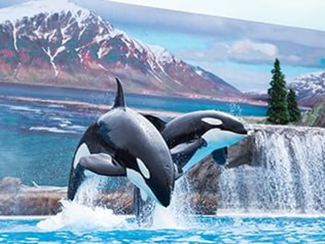 SeaWorld San Diego orca show in outdoor stadium